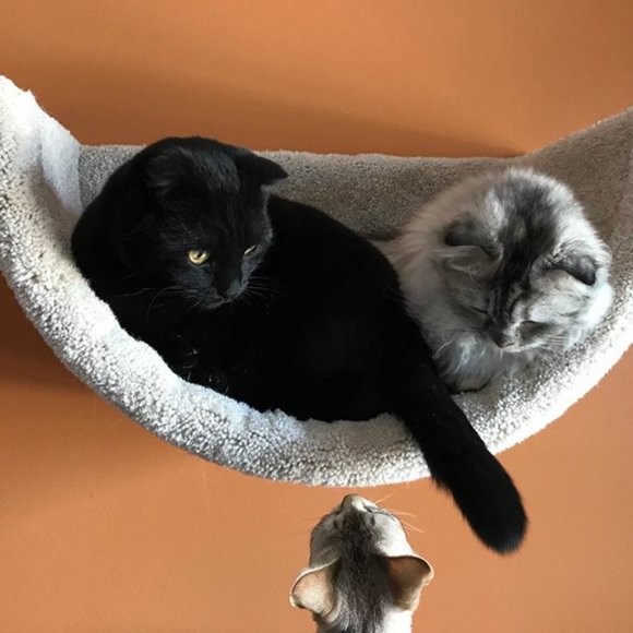 New Wall mounted cat bed - Picture 2 of 16